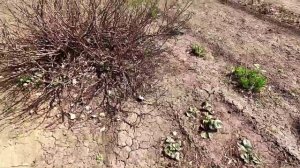 Участок 29 апреля