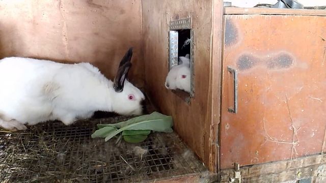 Кролики 3