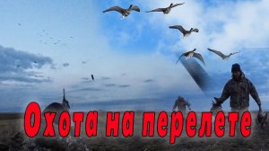 Удачная охота на гуся в Омской области