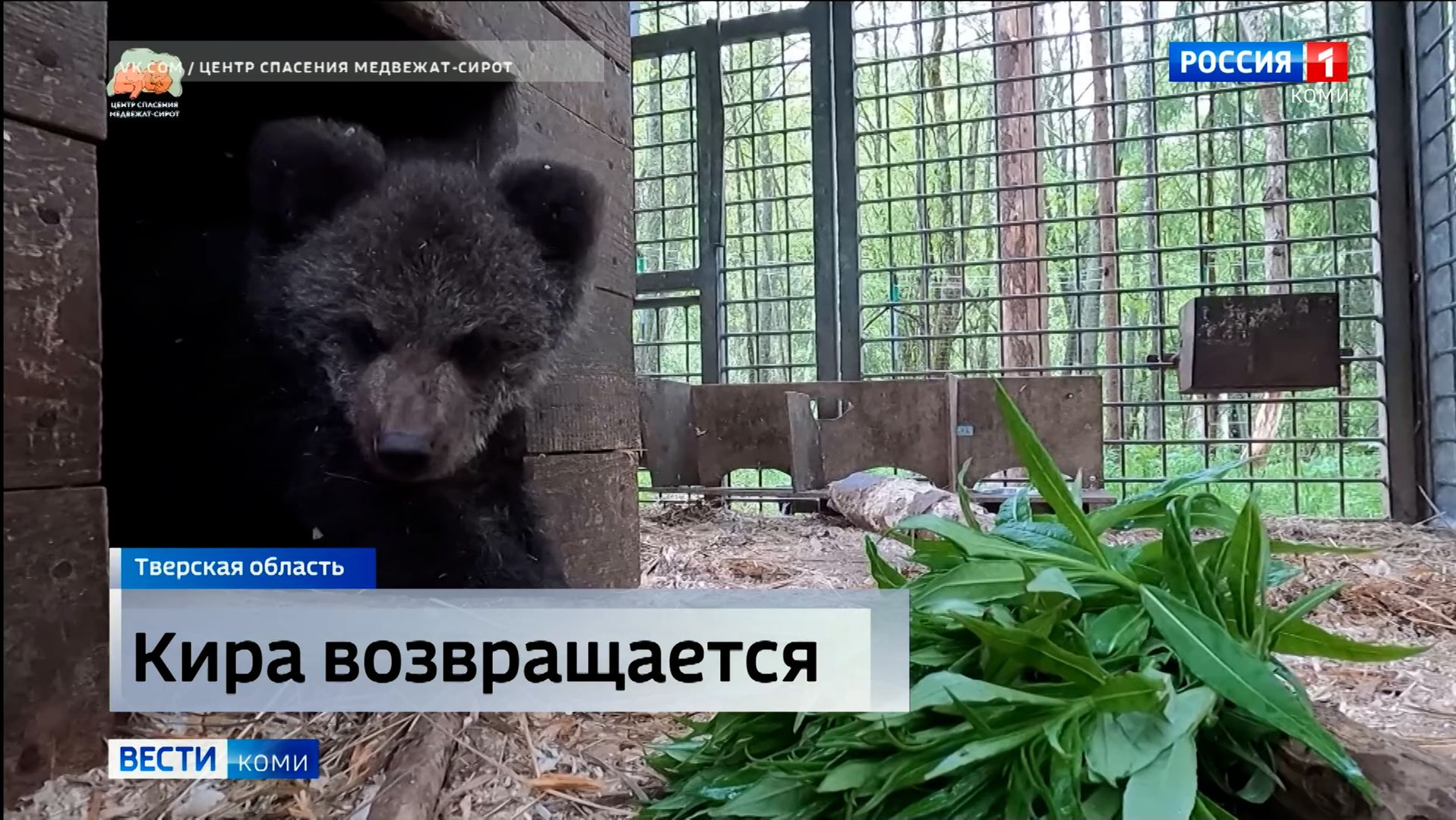 Медведица из Коми по кличке Кира готовится к выпуску в дикую природу