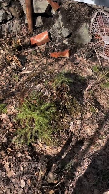 Решил покрасить забор