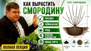 Как вырастить смородину. Посадка, размножение, подкормка, уход, болезни и вредители. Новые сорта.
