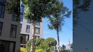 Дик поехал к грумеру