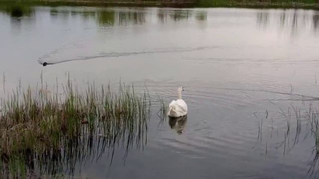 Майкоп, ЖК Предгорье Лаго-наки, озеро, утки, лебеди.