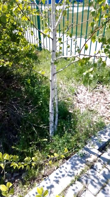 Белая березка под моим окном... смотреть онлайн