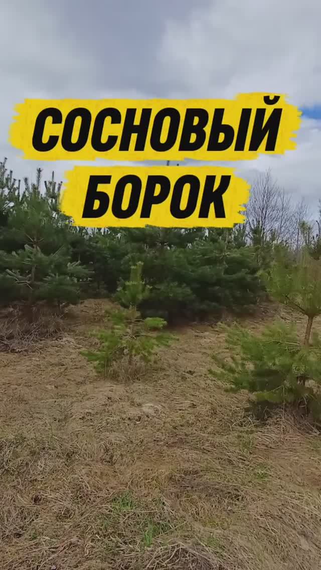 Сосновый борок👀👍