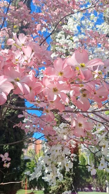 Цветёт  Дёрен!  Исполнения Желаний Тебе!