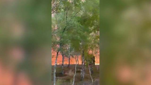 Артиллерийский полигон горит в провинции Гелдерланд в Нидерландах  лесной пожар уже тушат