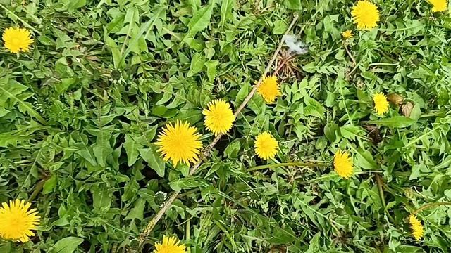 #первые одуванчики ляпота