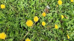 #первые одуванчики ляпота