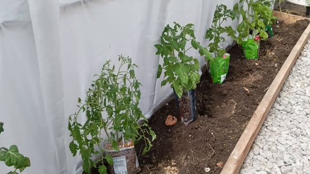 Как поживает моя рассада в Теплице!