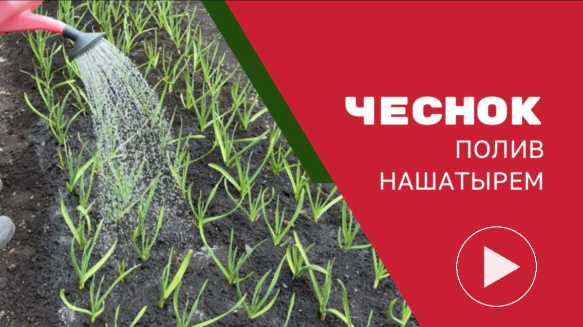 Полив и подкормка чеснока нашатырным спиртом