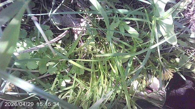 Прополка огорода: Удаление лопуха