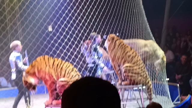 Приятный дождливый день  Шапито  и котики 