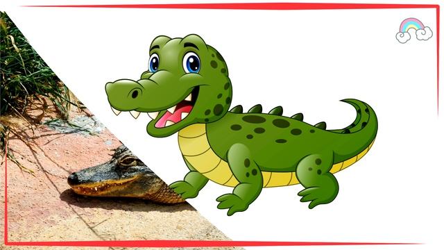 Карточки Домана  Дикие животные  Развивающие мультики для детей Учим животных Обучающее видео