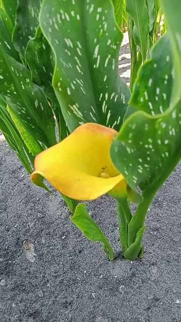 Гибриды и сорта Каллы