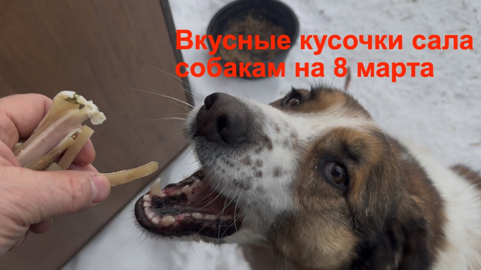 Вкусняшки собакам на 8 марта
