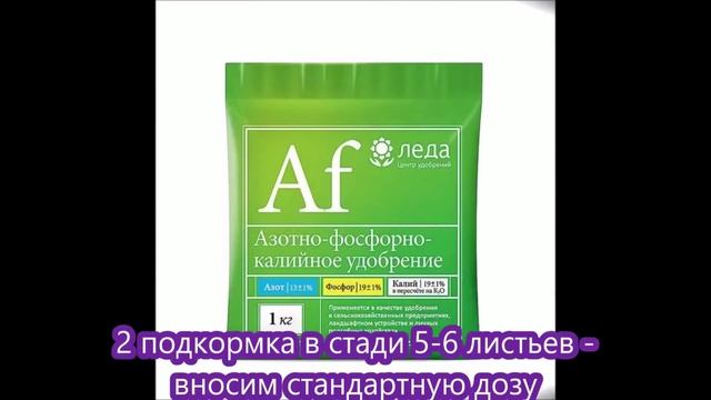 Гладиолусы. Подкормки. Уход.