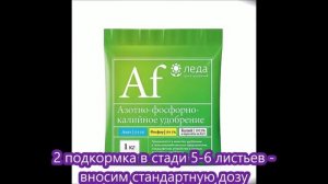 Гладиолусы. Подкормки. Уход.