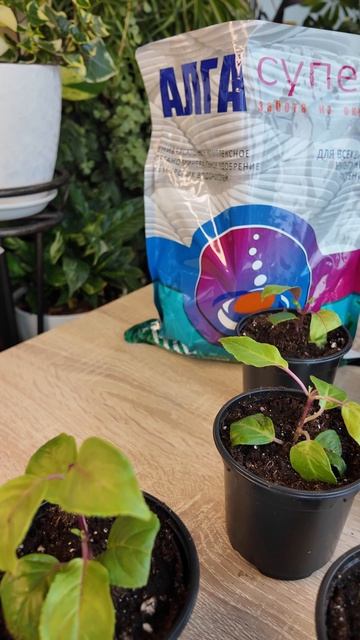 Выращивание фуксии с удобрением Алга супер