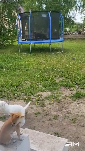 Питбуль в батуте