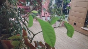 Хлороз у растений! Желтеют листья! Что делать? Как лечить? Можно!