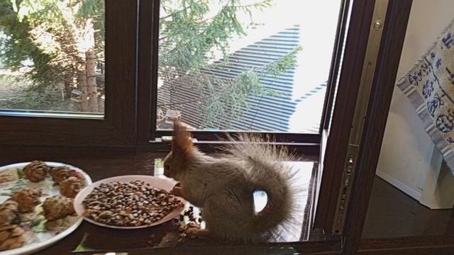 вольные белочки