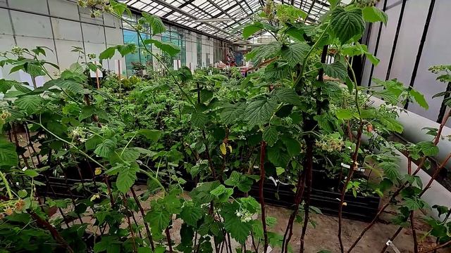 Как отличить элитный саженец от слабого сорняка рассказали в Россельхознадзоре