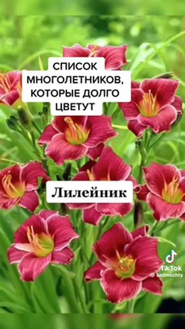 Дача своими руками