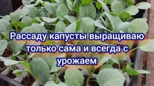 Капуста растёт. Провела подкормки и обработки