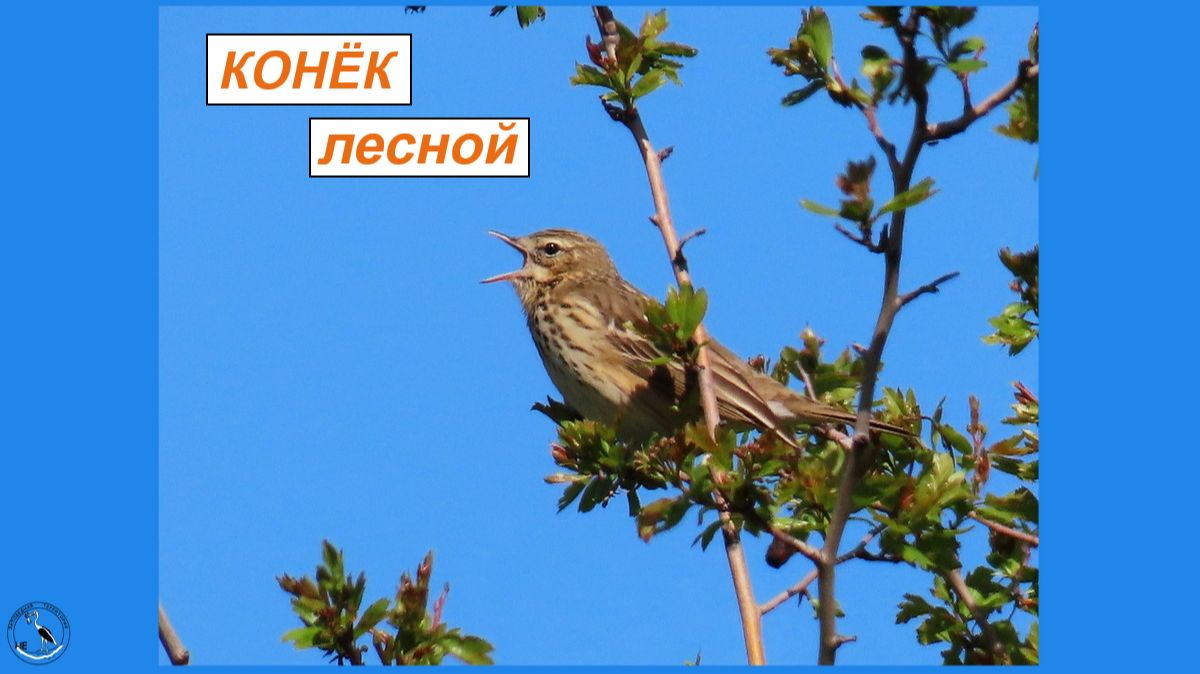 Лесной конёк - птичка такая внешне похожа на жаворонка поёт очень красиво