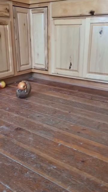 Если вам надоели тыгыдыки от кота, заведите броненосца