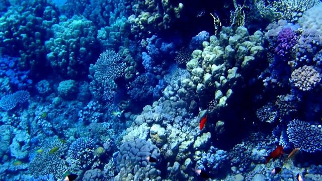 Риф в Сенсатори-3. Шарм эль Шейх