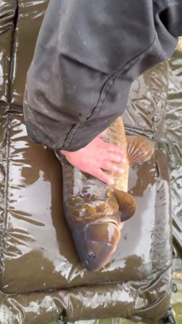 Зарыбление карпа 2026.mp4