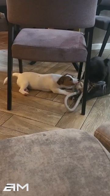 Питбуль играет с Джек расселом