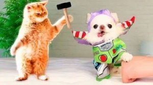 СМЕШНЫЕ КОТЫ | ЛУЧШИЕ ПРИКОЛЫ С КОТАМИ, СОБАКАМИ, КОШКИ, СОБАКИ, ЖИВОТНЫЕ, СМЕШНОЕ ВИДЕО