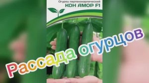 Рассада огурцов. Посадка