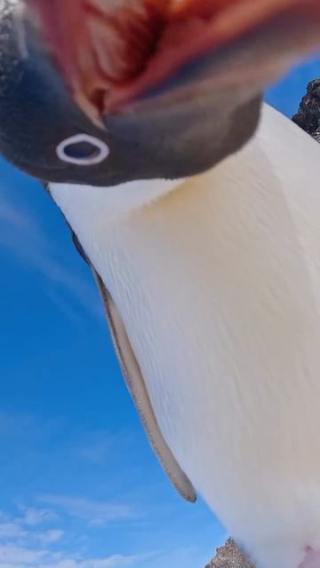 Кто это тут у нас? или Смотри до конца он идет к тебе!