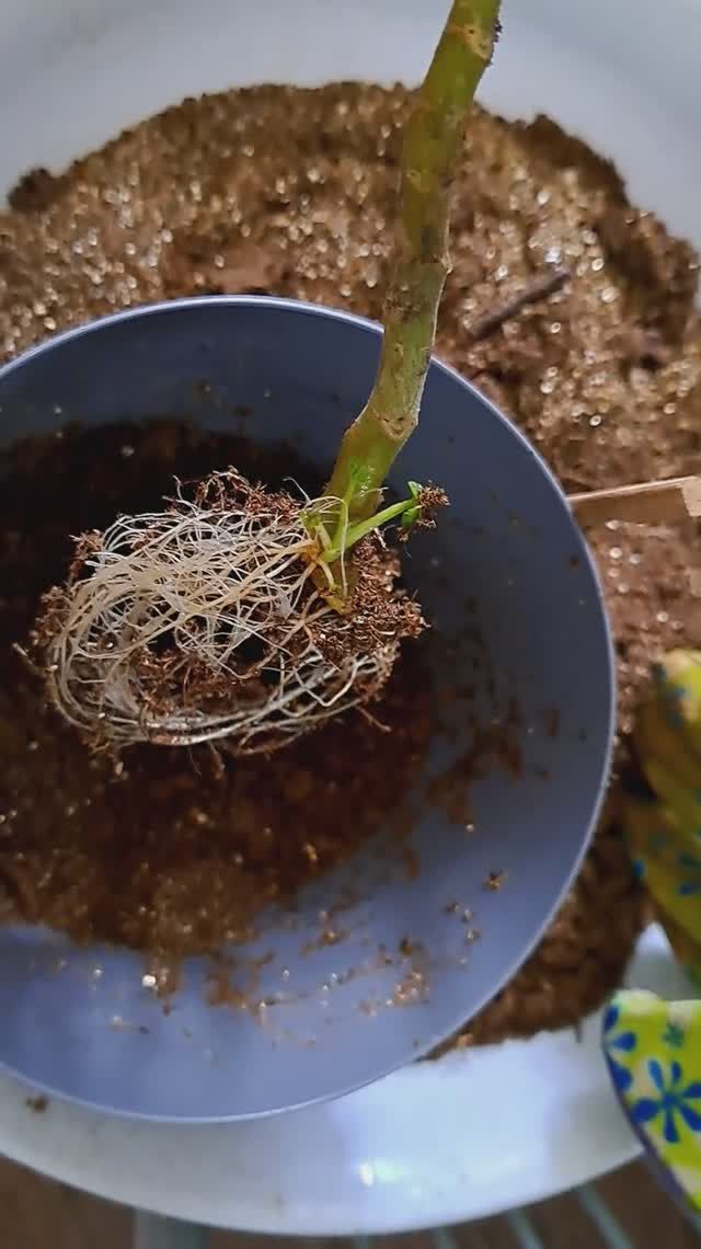 Вот это корень!