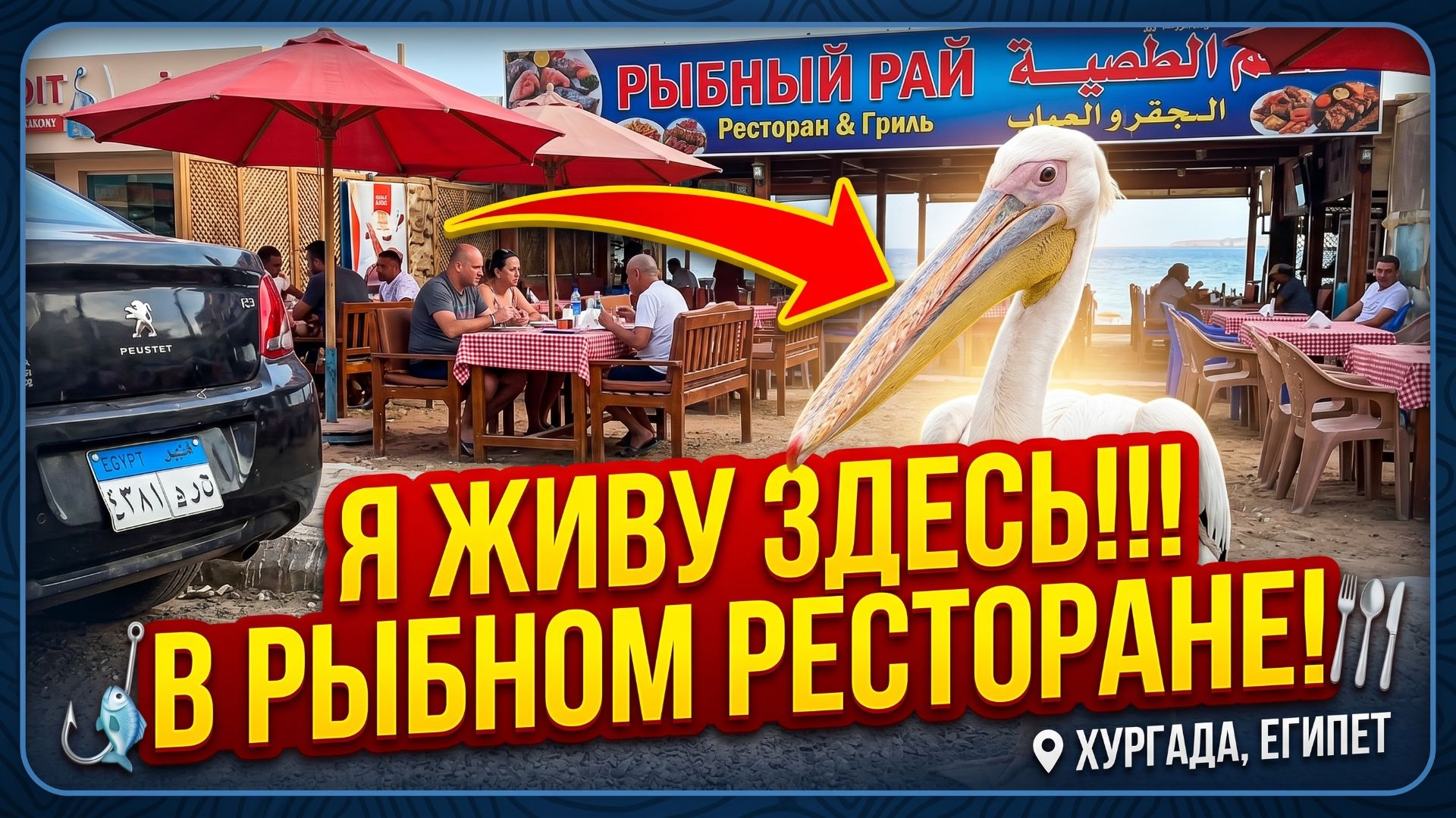 Живой пеликан на улицах Хургады, Эль Ахея