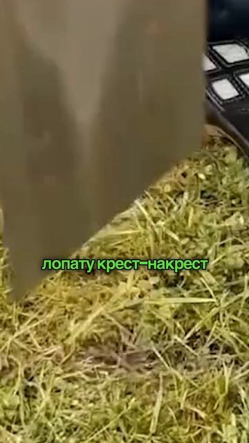 Как посадить саженец за 10 секунд