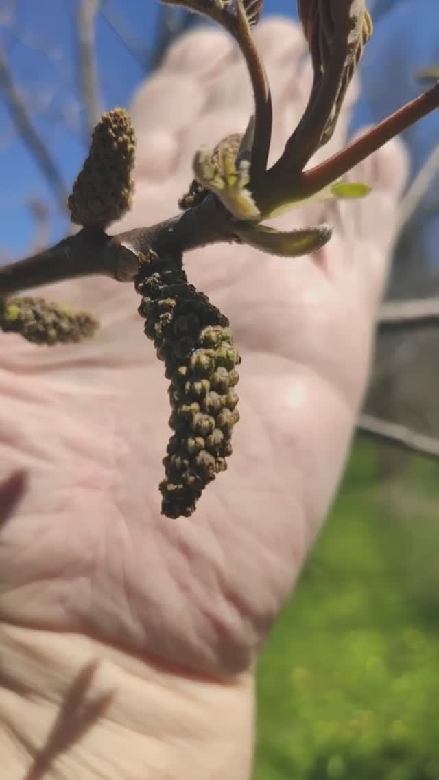 Грецкий орех, омела белая и акация.