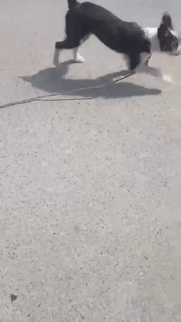 🟥🟥🟥🟥🟥🆘🆘🆘🟥🟥🟥🟥🟥

«Меня зовут Кора. Я жила в вместе с папой Акелой и мамой Ракшей.