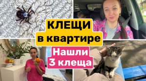 НАШЛИ 3х КЛЕЩЕЙ в квартире / ЮЛЯ хочет КУПИТЬ ГИТАРУ / Семейный влог