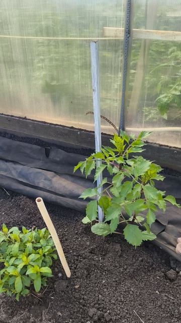 георгины в грунте прошла неделя 29 апреля теплица дача садоводничество огород уходзатеплицей