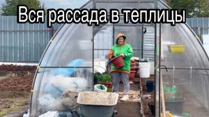 Перенесла рассаду в теплицу. Жарим шашлыки. Наш поселок затопило