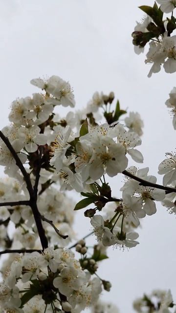 Цветение вишни