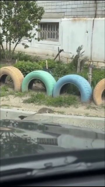 Бой без правил