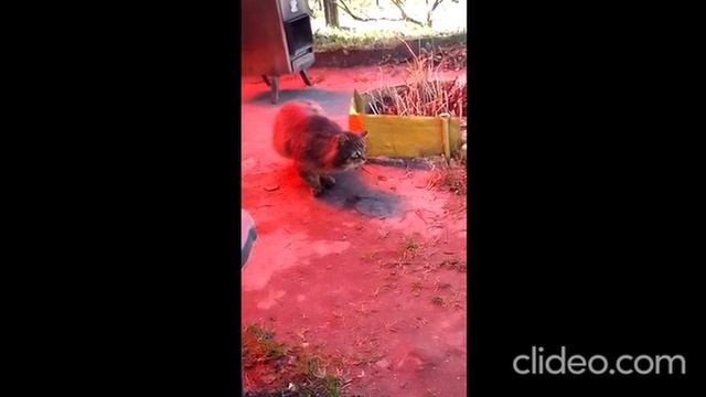 Красивый пушистый кот пришел на дачу поесть. Он же появлялся осенью и был намного меньших размеров.