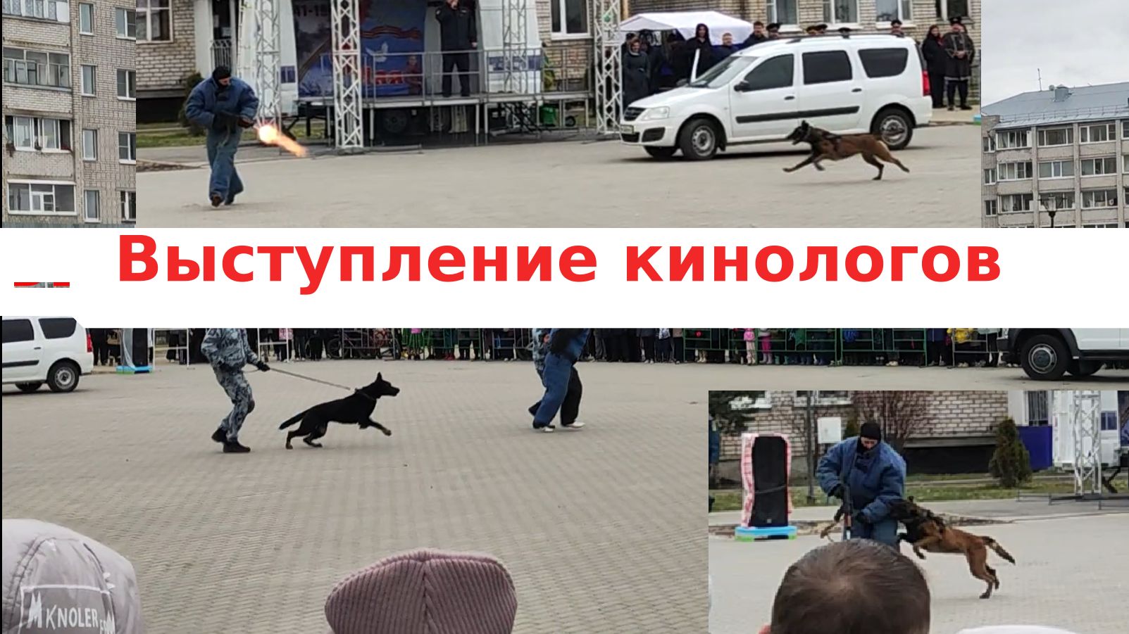 Кинологи Вологодского ФСИН демонстрируют работу собак